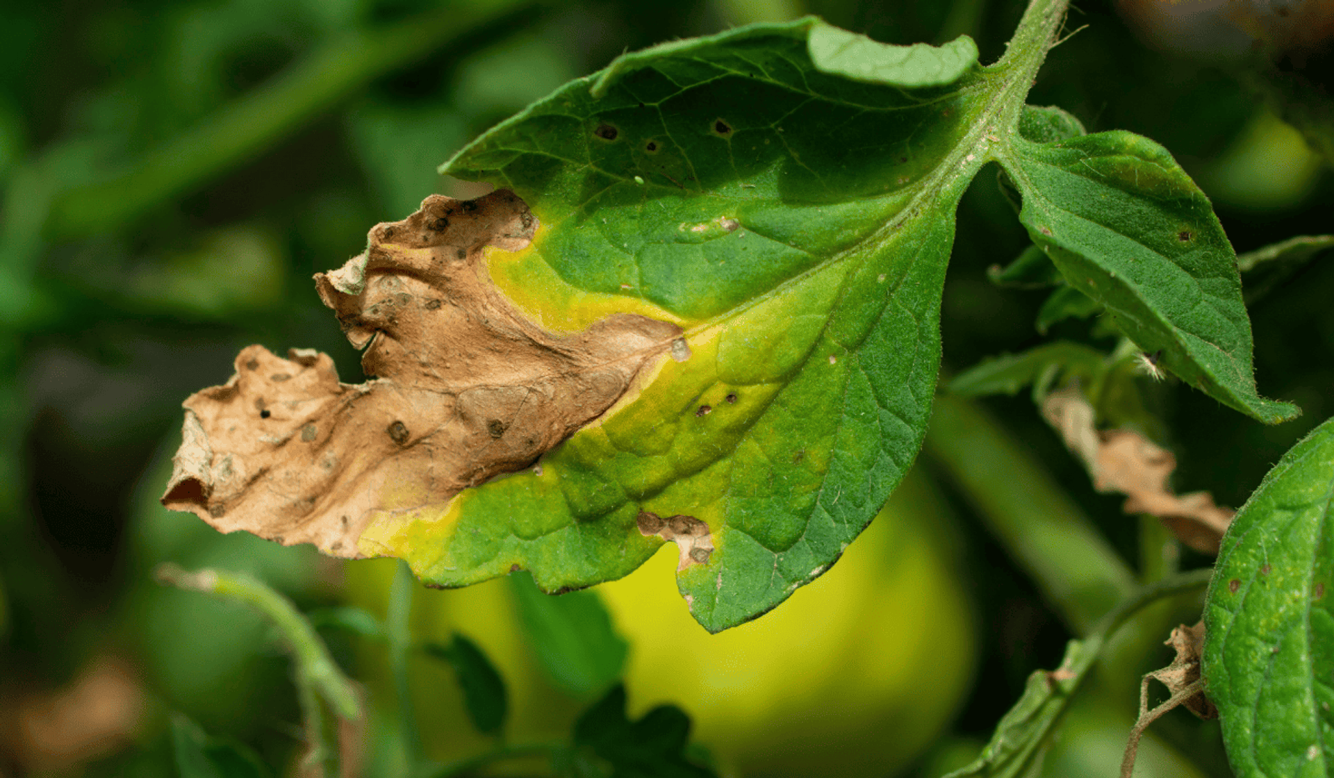 Choroba pomidorów