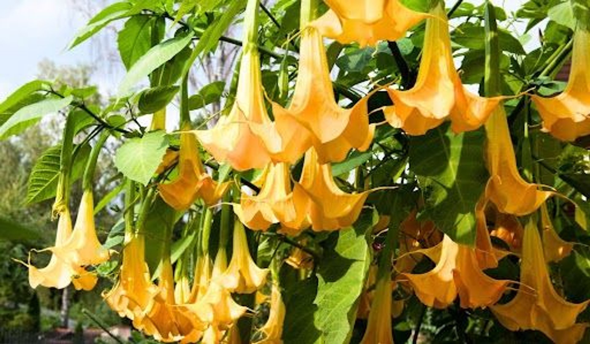 Datura