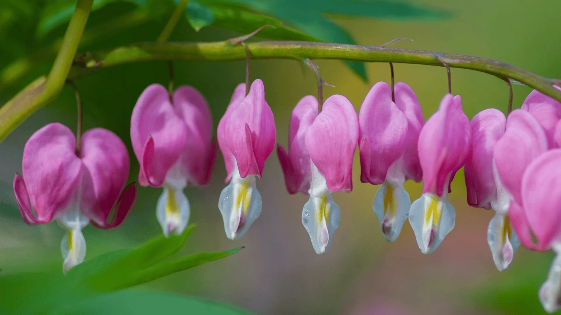Dicentra