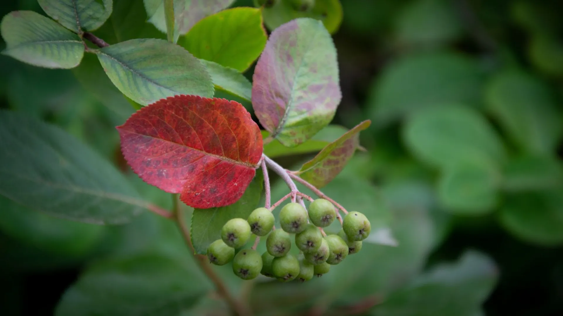 Dławisz okrągłolistny 