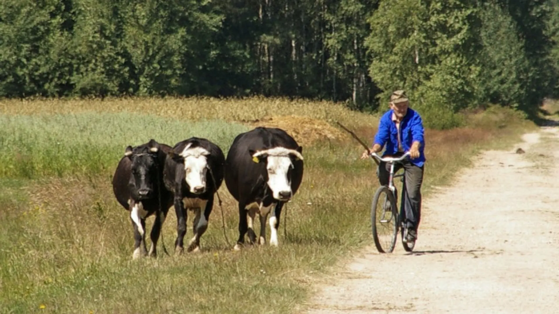 Mężczyzna z krowami