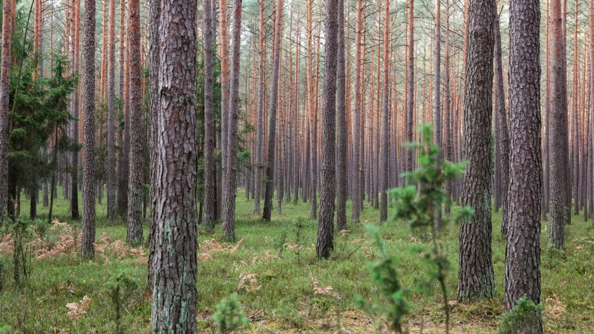 Już pojawiły się w polskich lasach. Ten gatunek grzybów jest najbardziej pożądany