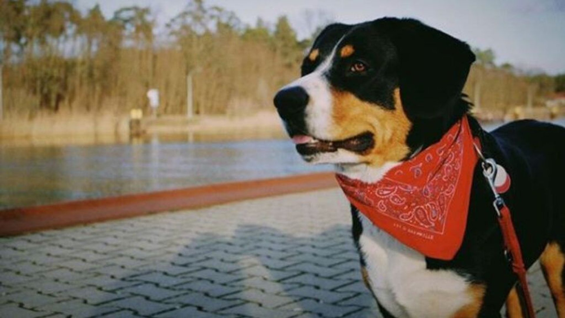 Entlebucher