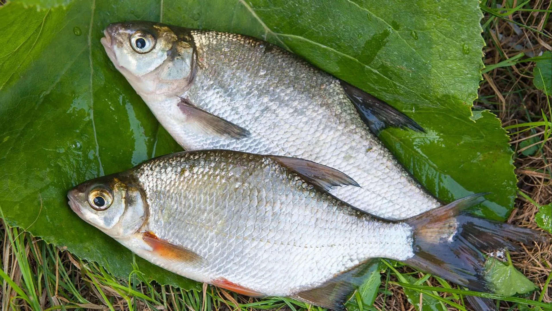 Ryba krąp