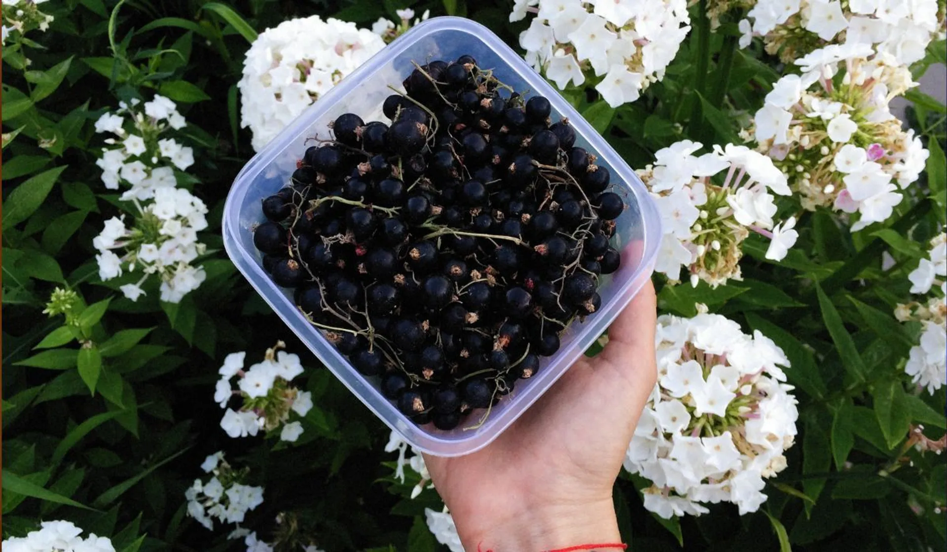 Polski superfoods