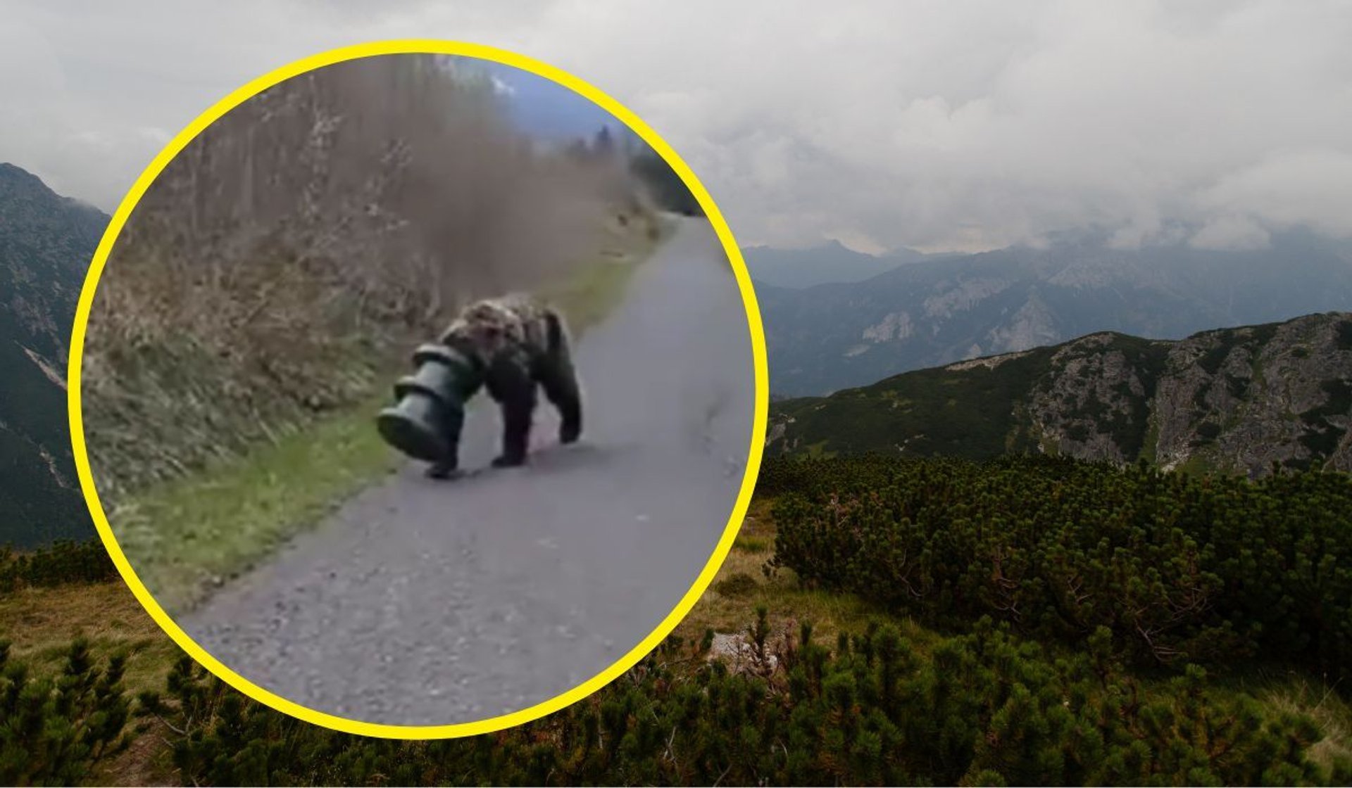 Niedźwiedź w górach Tatrach
