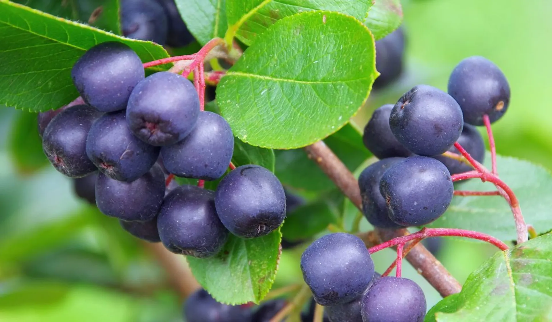 aronia - eliksir młodości