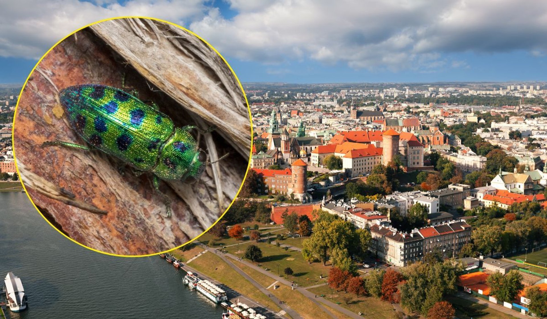 Plaga owadów w Krakowie