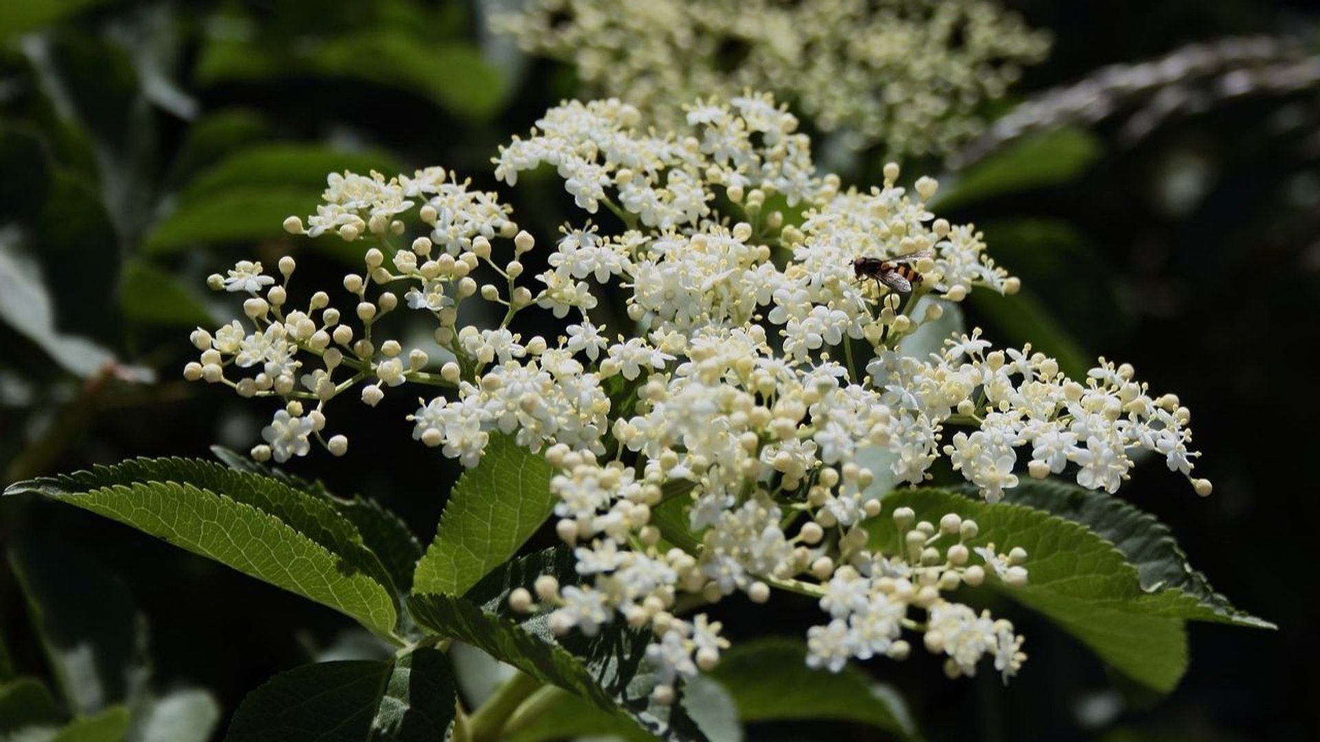 czarny bez