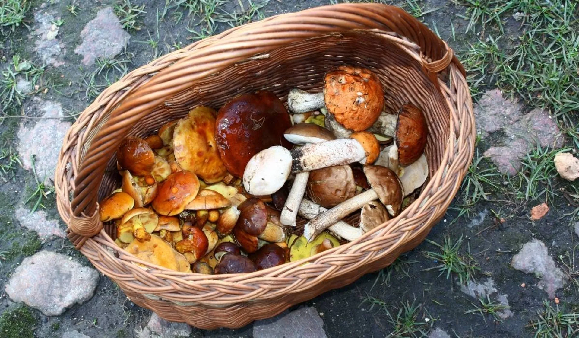 Pyszne grzyby w koszyku