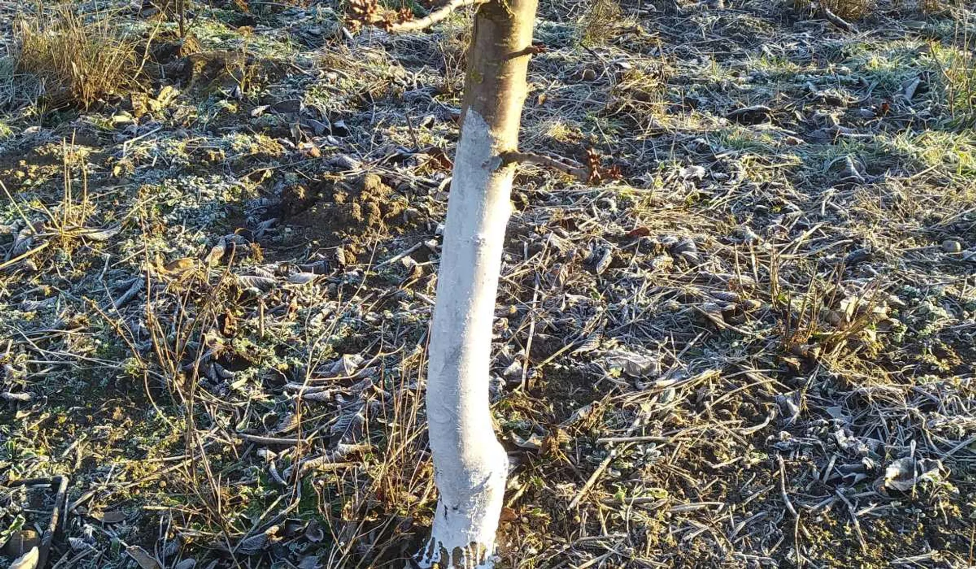 biały pień