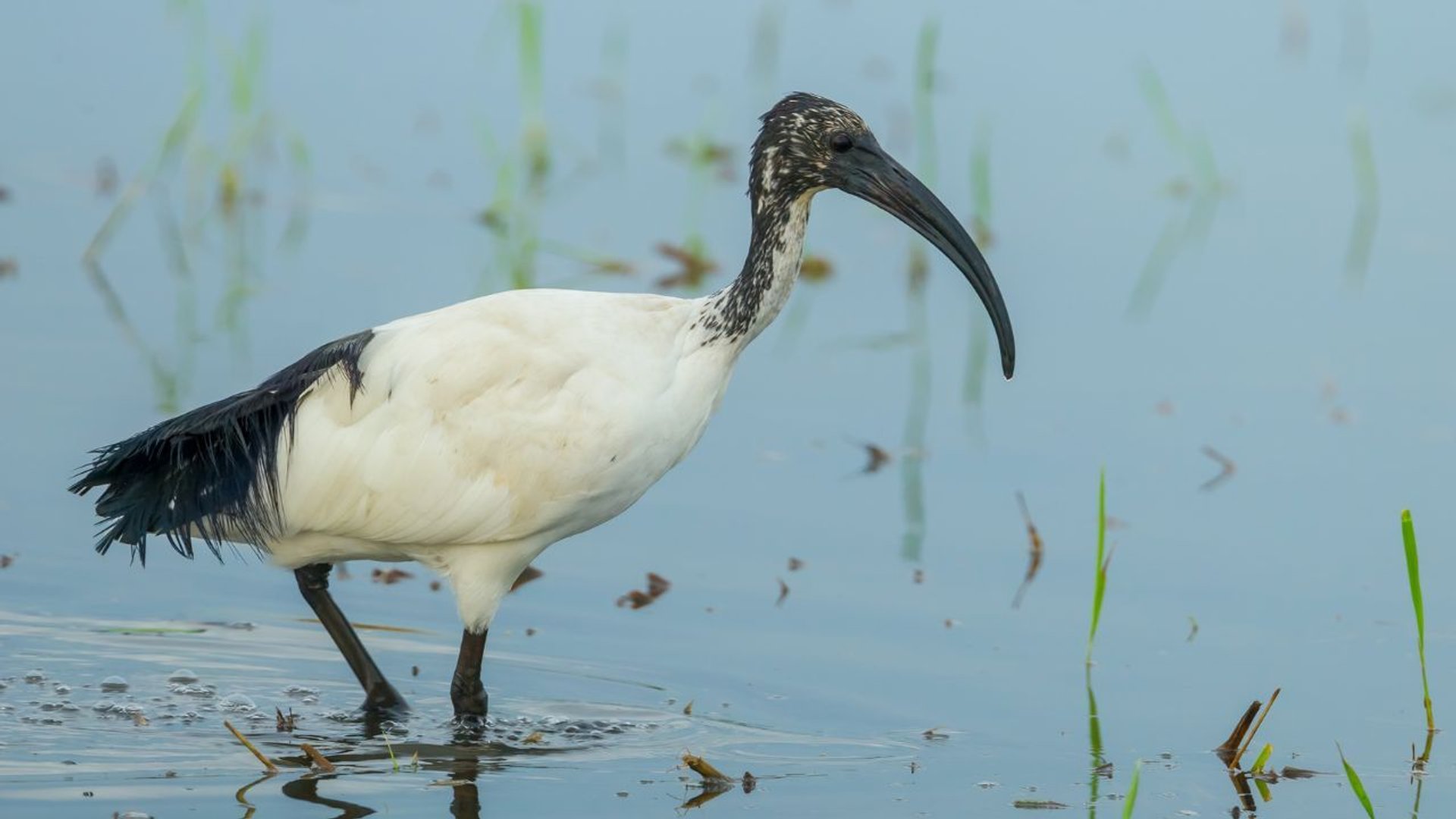 Ibis czczony