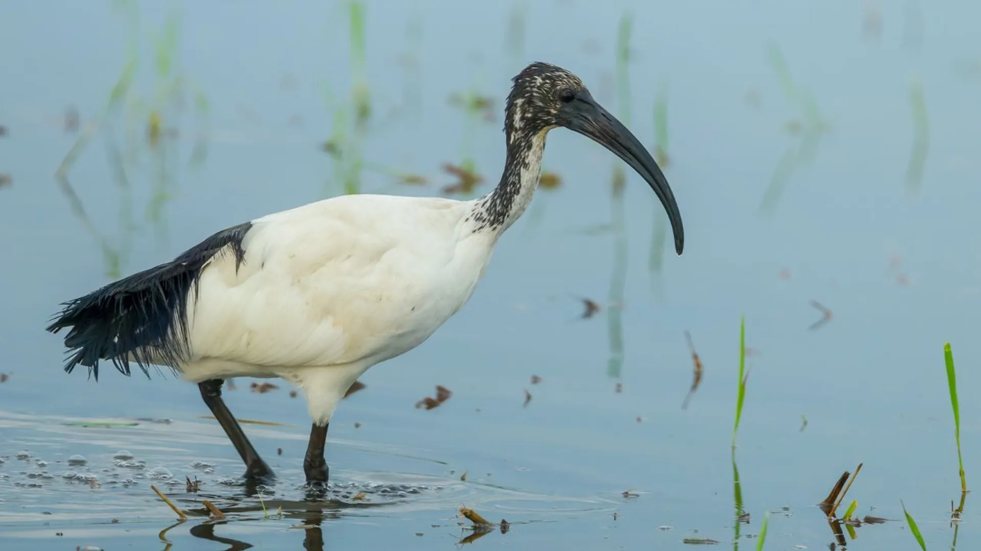 Ibis czczony