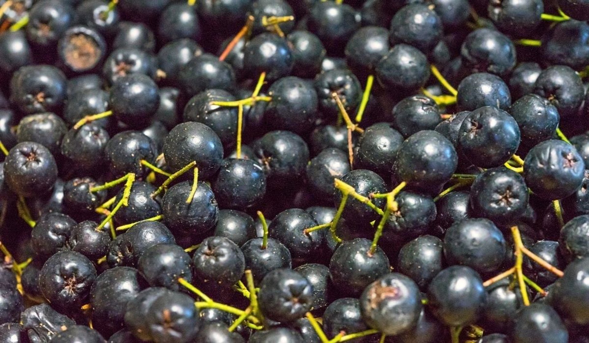 aronia