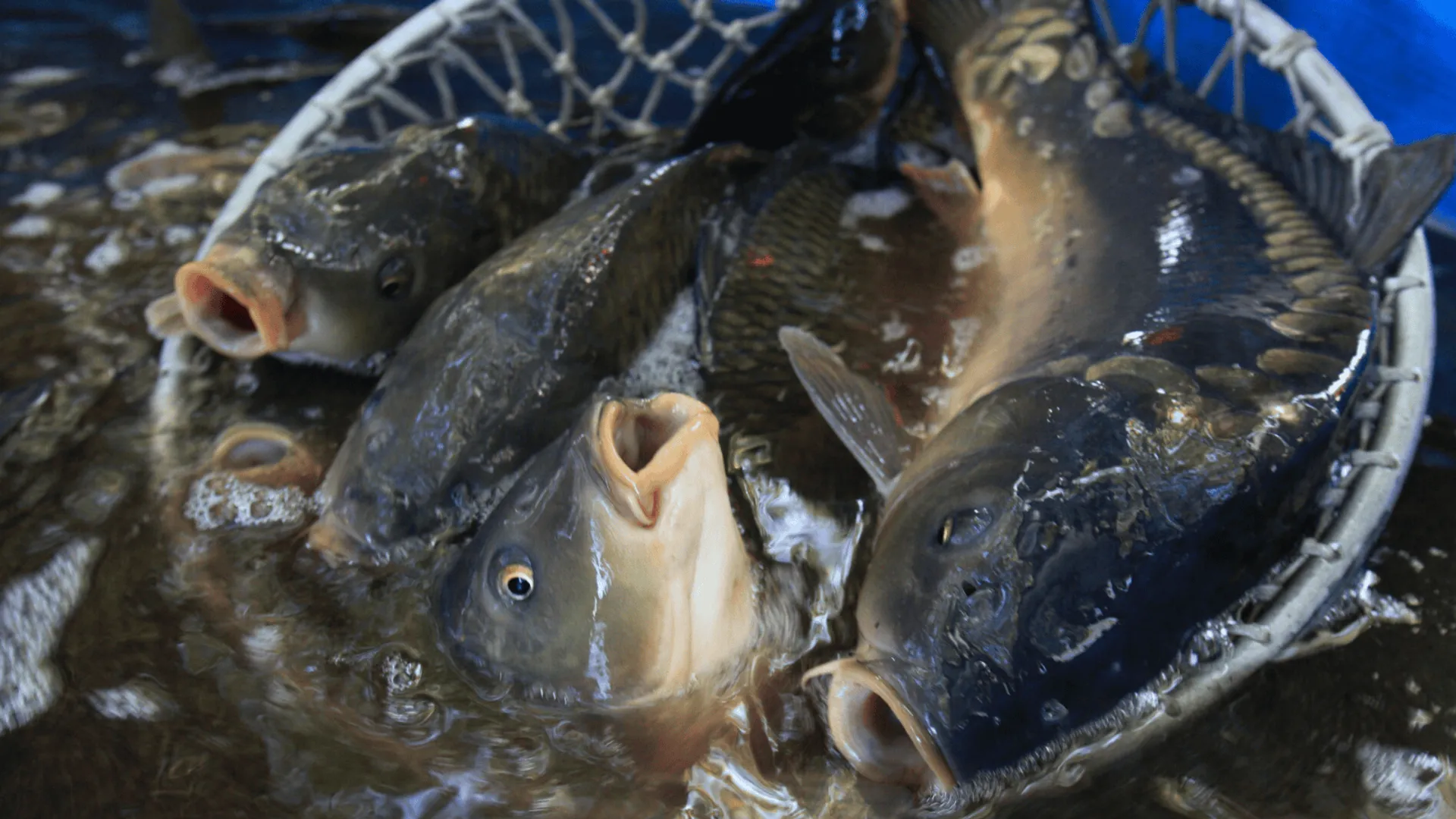 Tak poznasz polskiego karpia. Decydujący jeden szczegół
