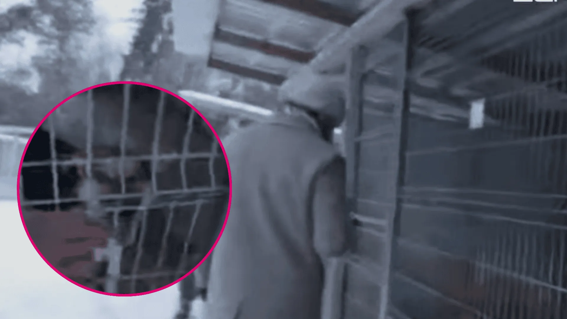 Z OSTATNIEJ CHWILI! Nowe doniesienia w sprawie dramatycznej sytuacji schroniska w Sobolewie