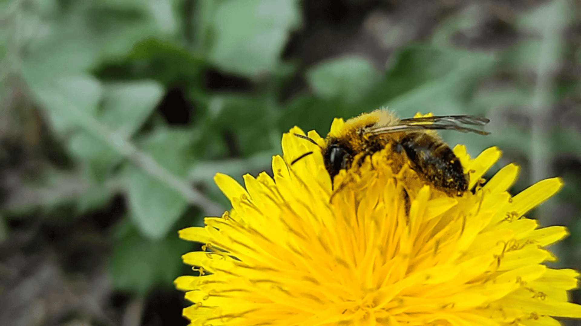 pszczoła miodna 