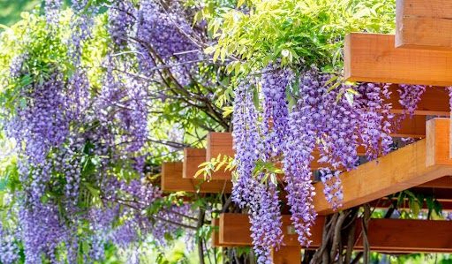 Kiedy przyciąć wisterię?