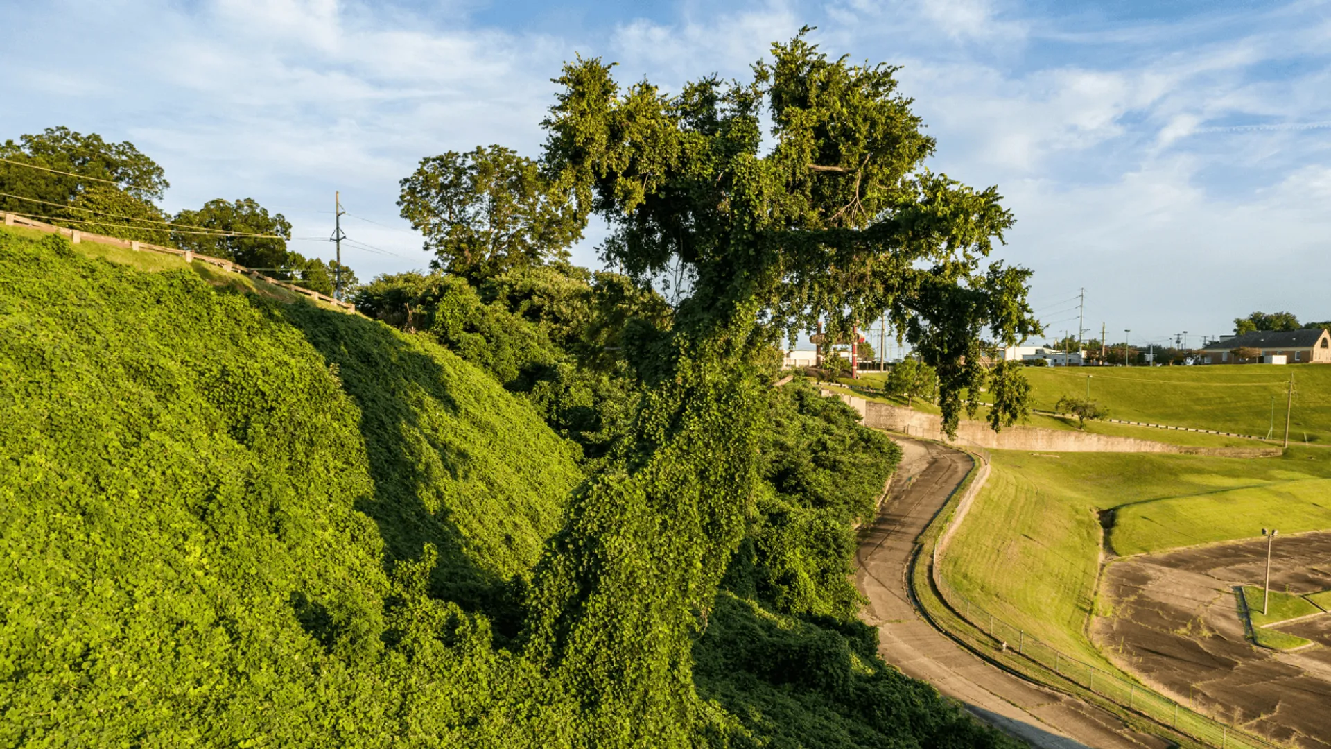 Kudzu