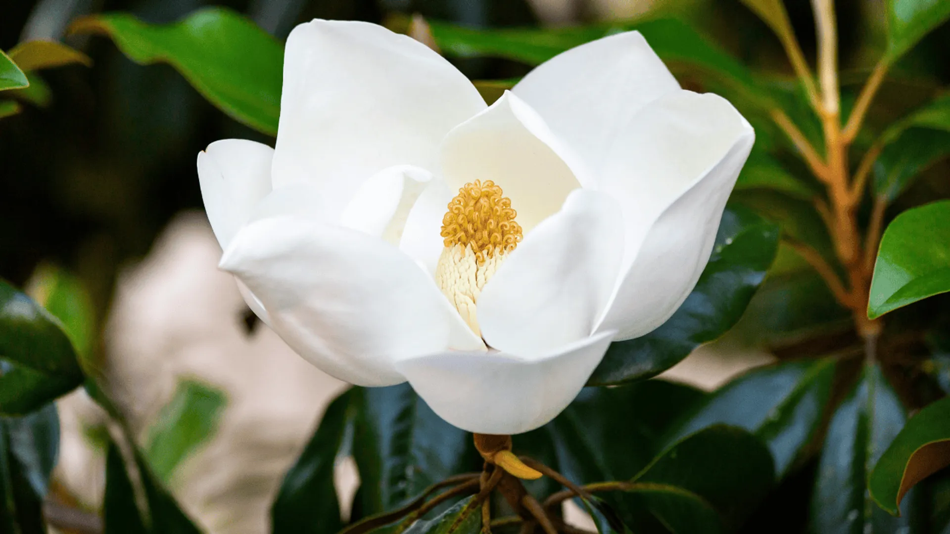Magnolia