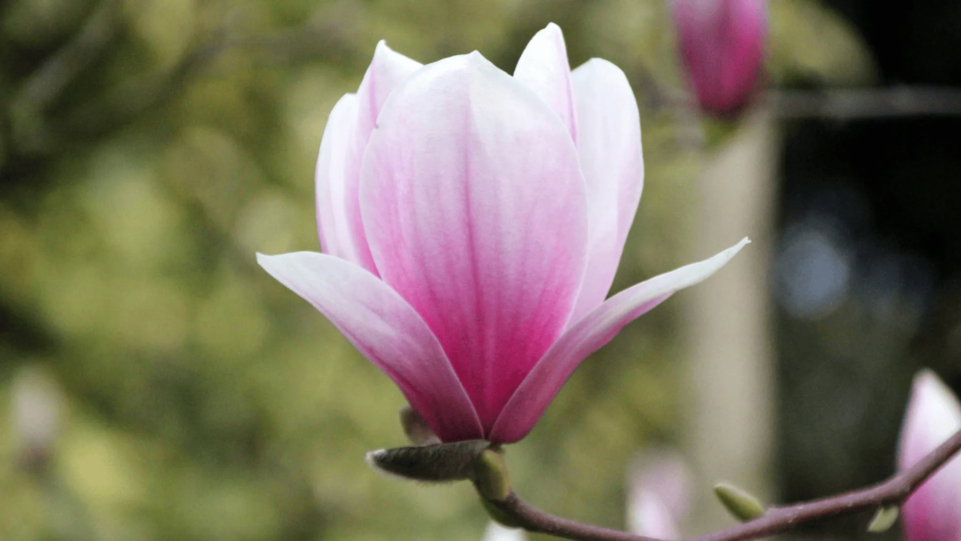 Magnolia
