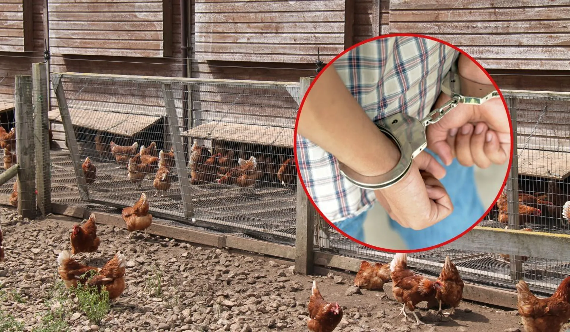 "Miał ochotę na pyszną jajecznicę i rosół"