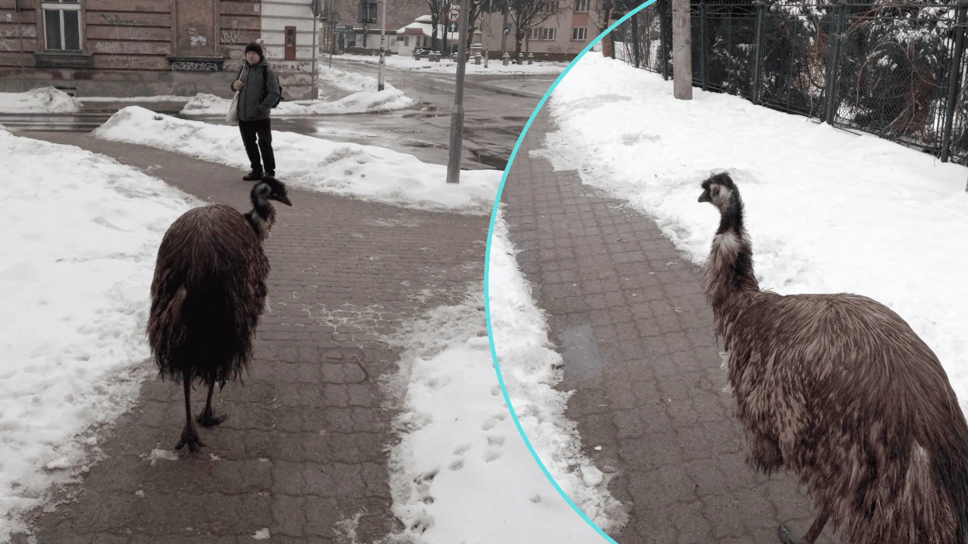 Egzotyczny przybysz na ulicach Przemyśla. Mieszkańcy byli zszokowani jego obecnością