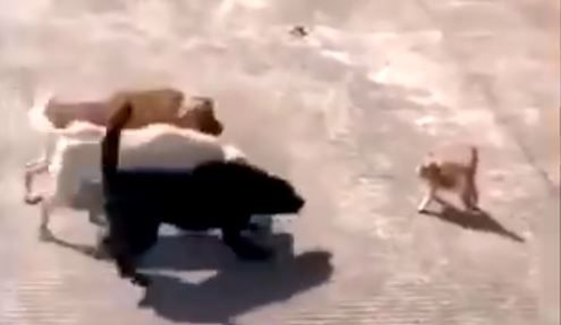 Psy atakujące małego kotka.