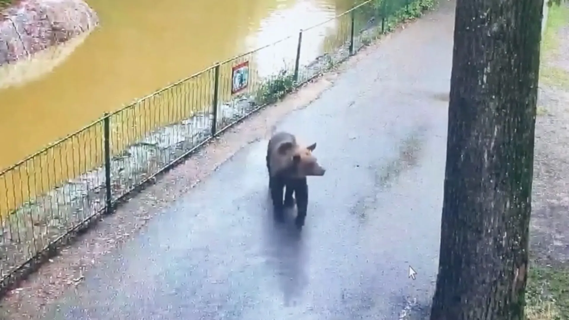 Niedźwiedzica wtargnęła do ZOO. Służby dostały rozkaz, co zrobić ze zwierzęciem