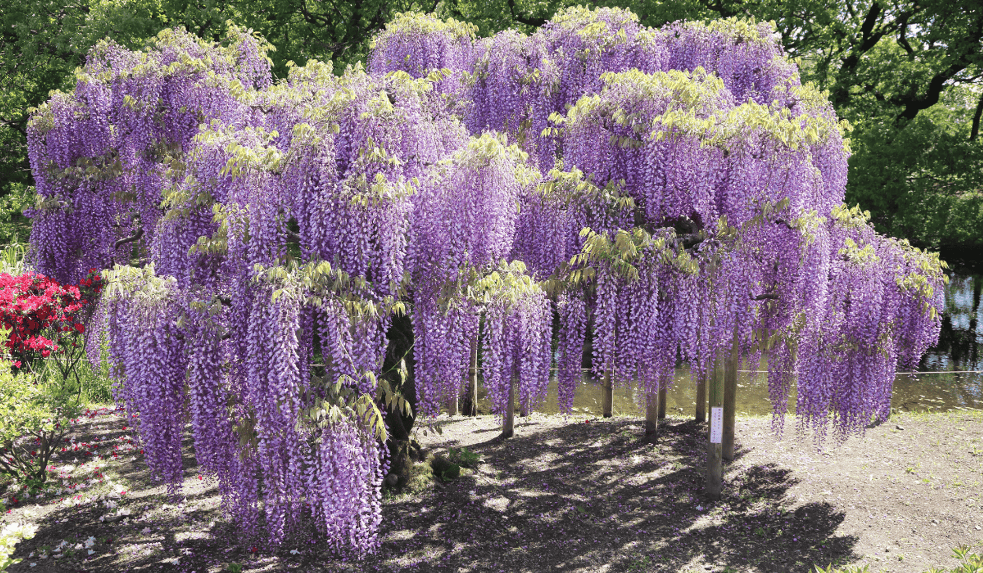 Pielęgnacja wisterii