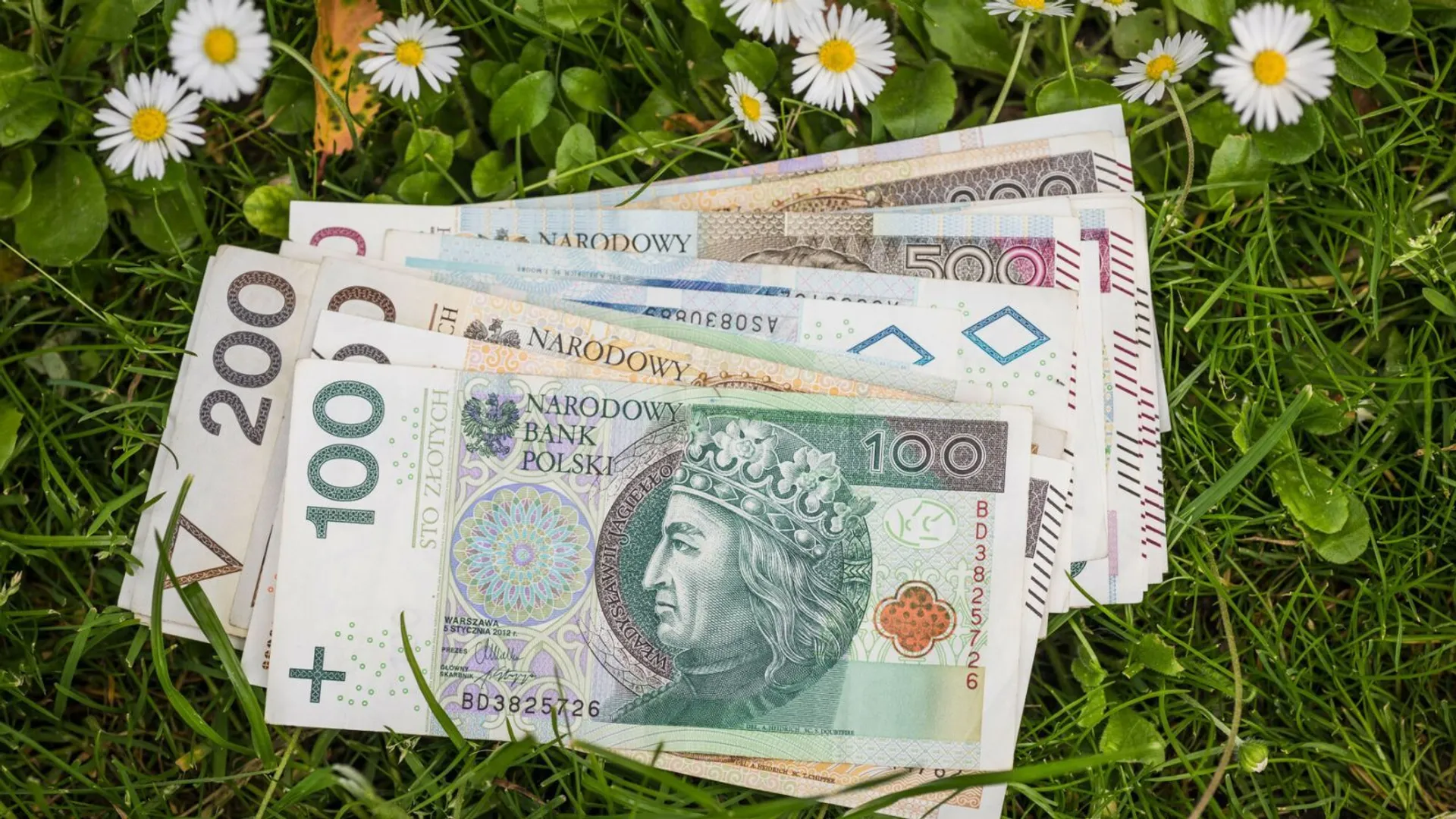 Pieniądze stokrotki