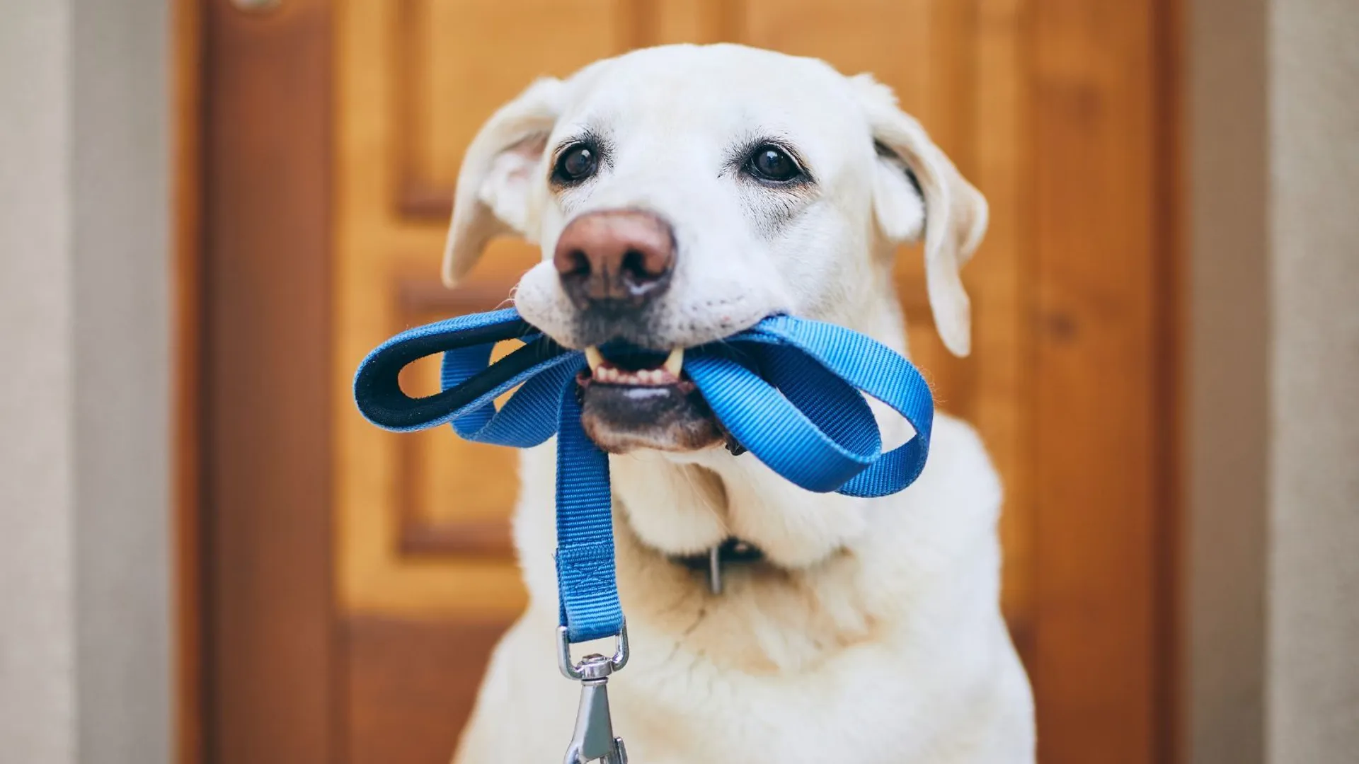 Pies ze smyczą