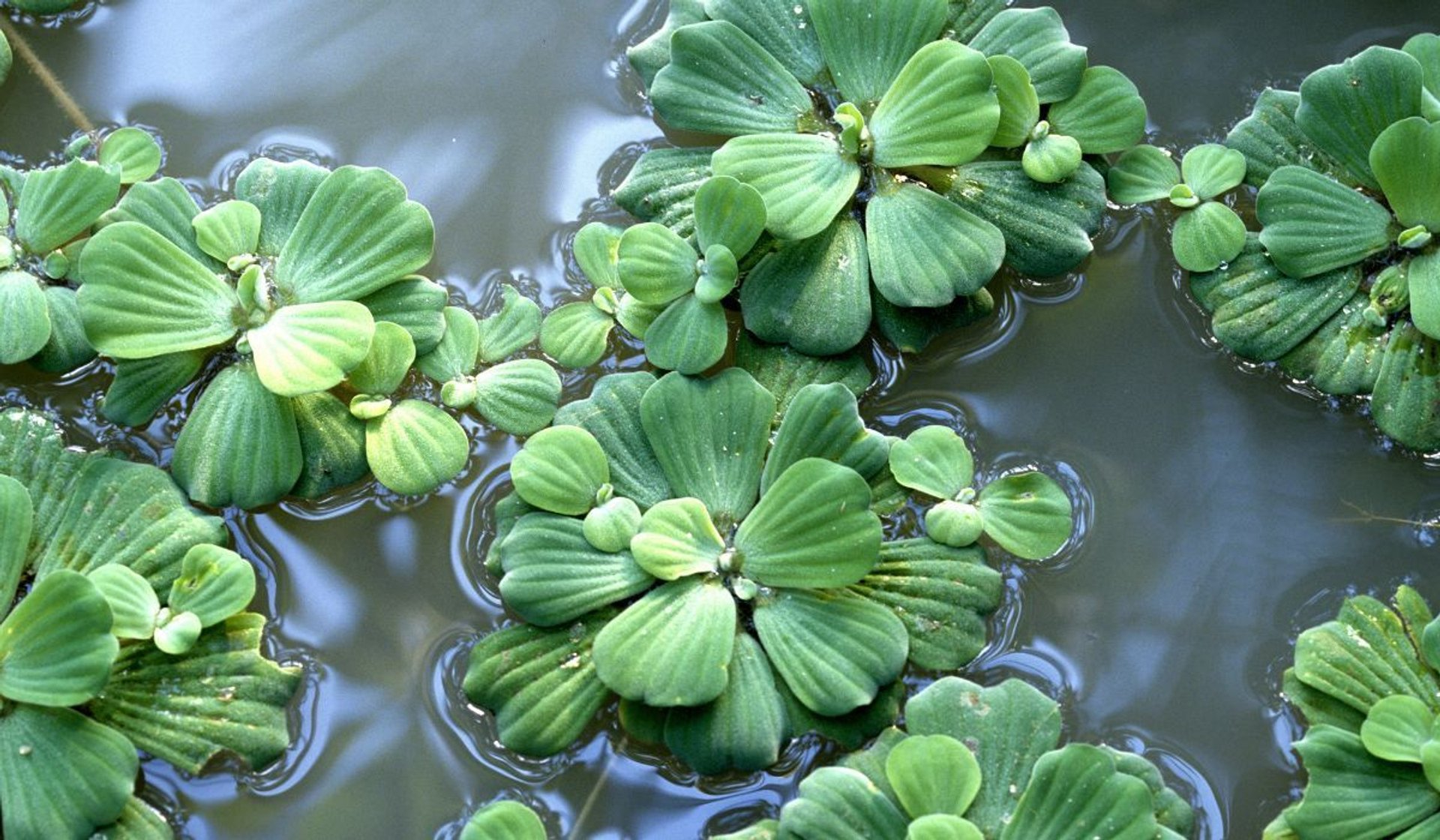 Pistia rozetkowa