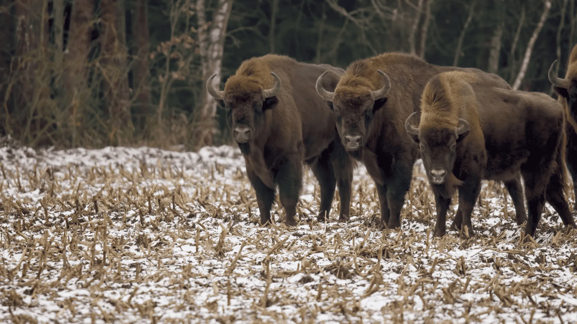 Pociąg zderzył się ze stadem żubrów na Podlasiu