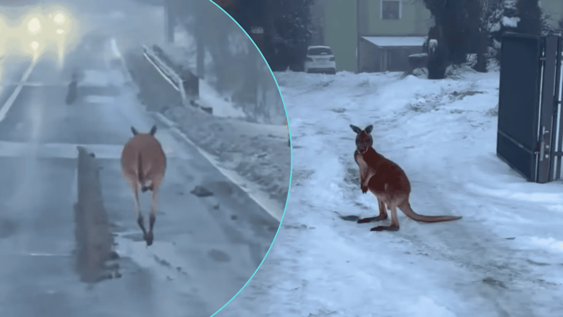 Jest minus 7, a to pojawiło się na środku drogi. Podobno Kevin mrozów się nie boi