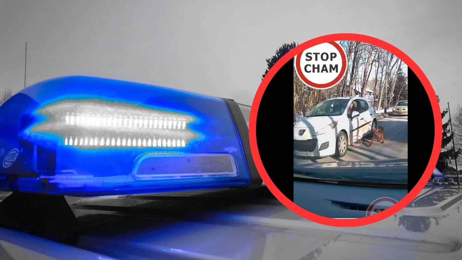 Ciągnął psa za samochodem