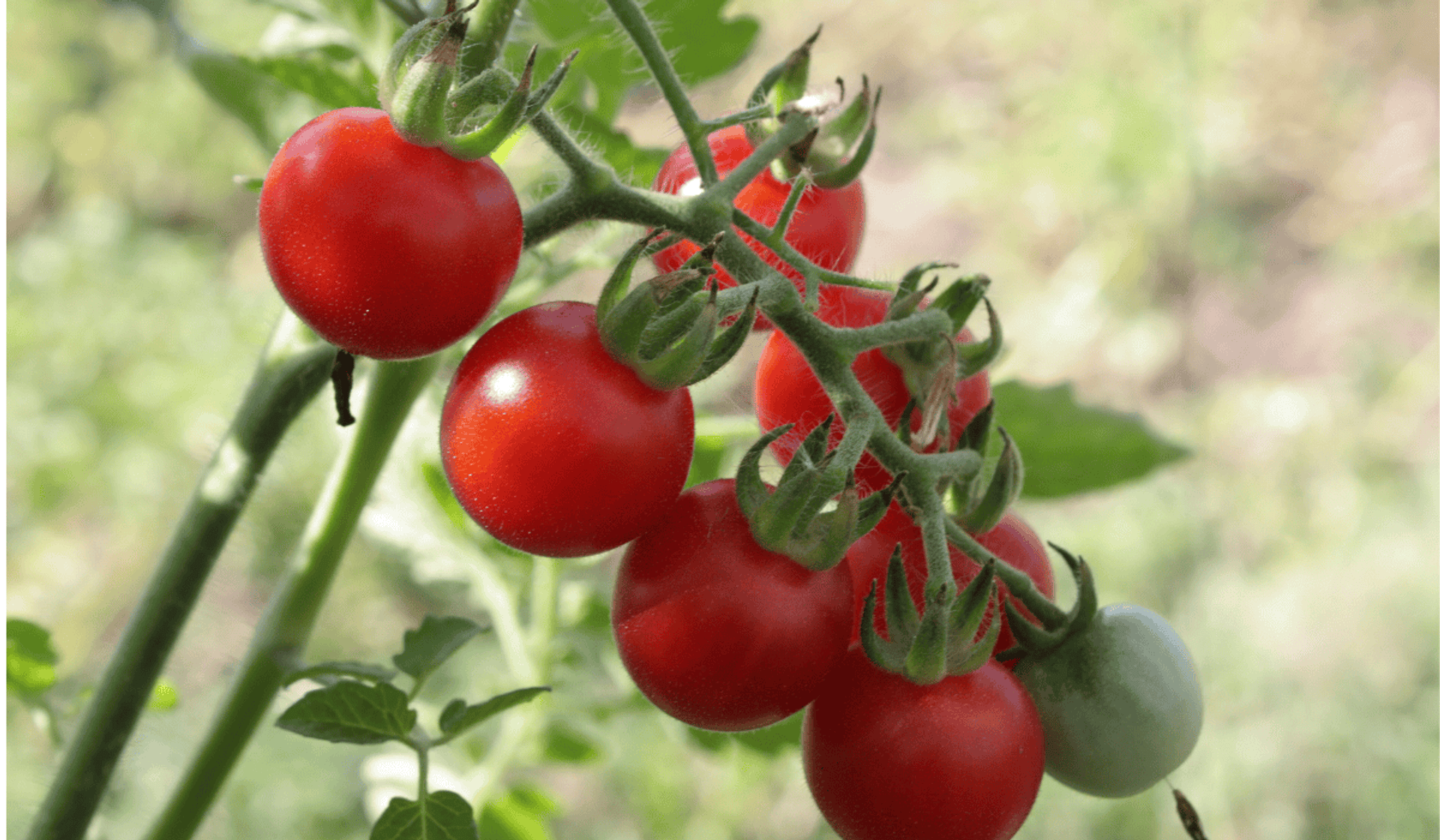 Zobacz co sadzić obok pomidorów, aby zwiększyć zbiory!