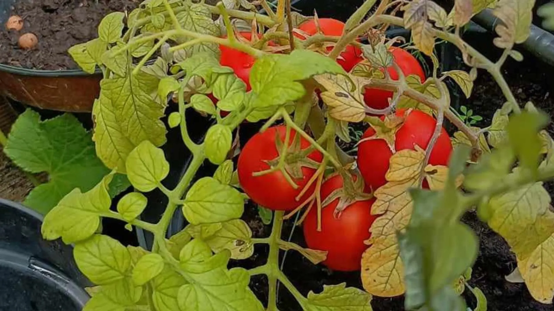 Co 10 dni podlewam tym sadzonki pomidorów. Są zdrowe i silne