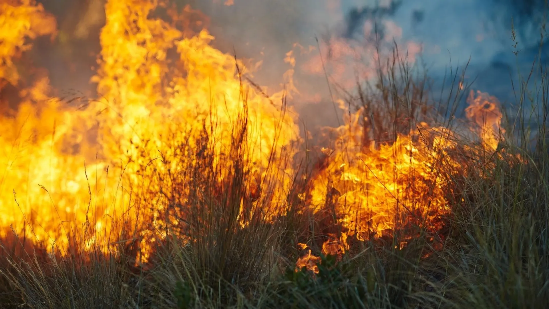 Pożar, pożar trawty, pożar domu