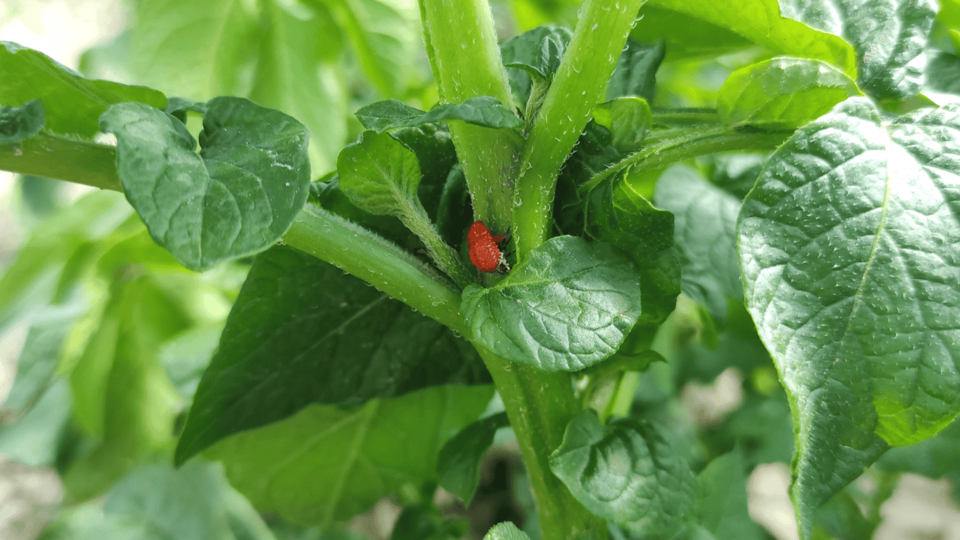 stonka ziemniaczana 