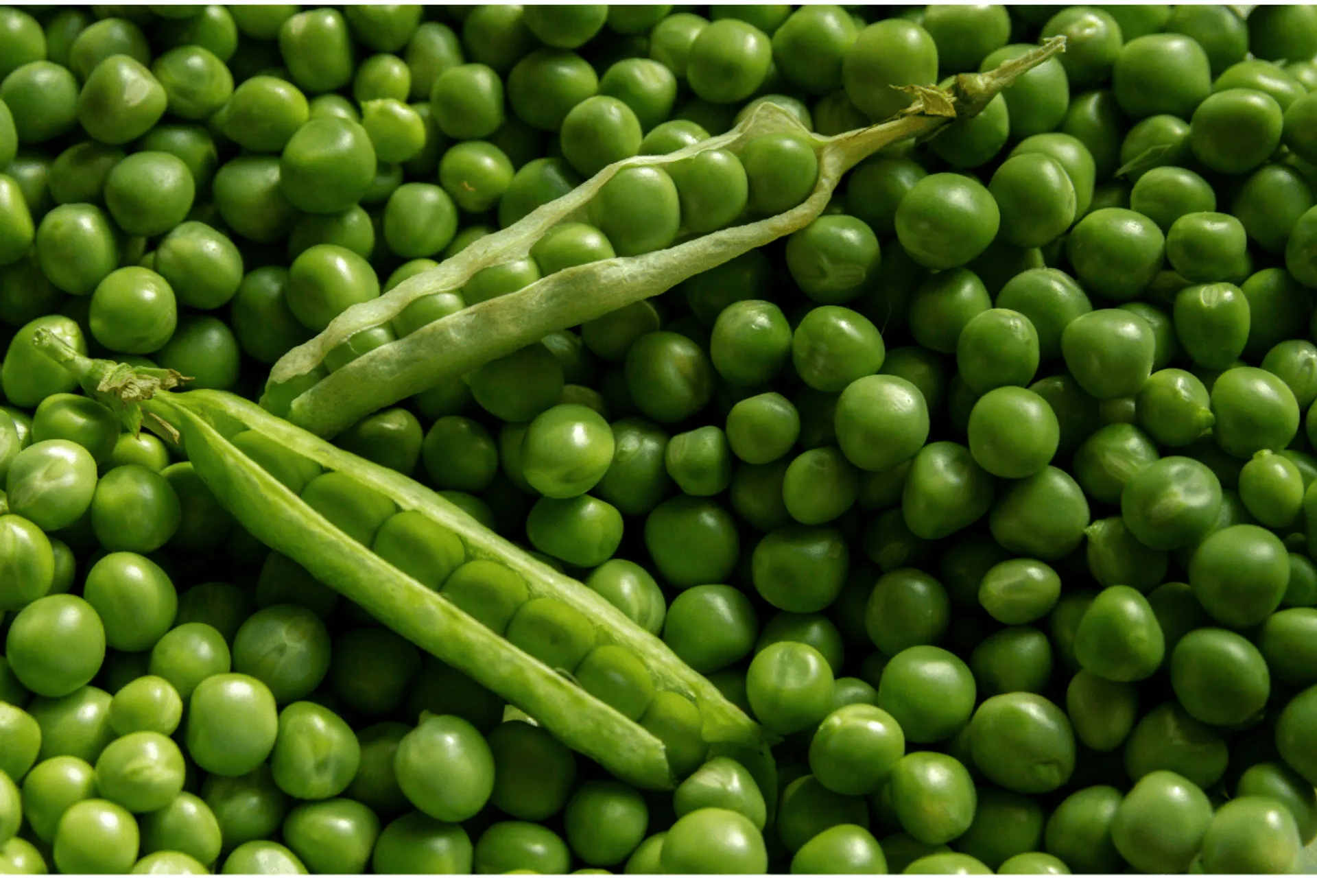 Groch – od skromnego posiłku do odżywczego fenomenu