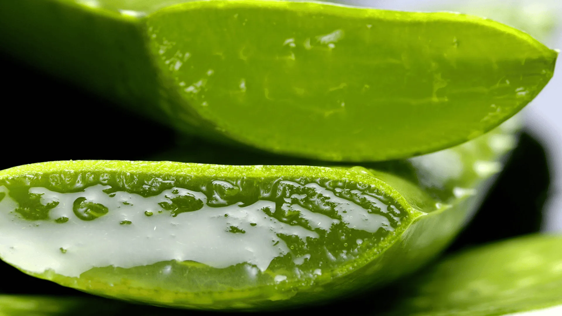 Aloes