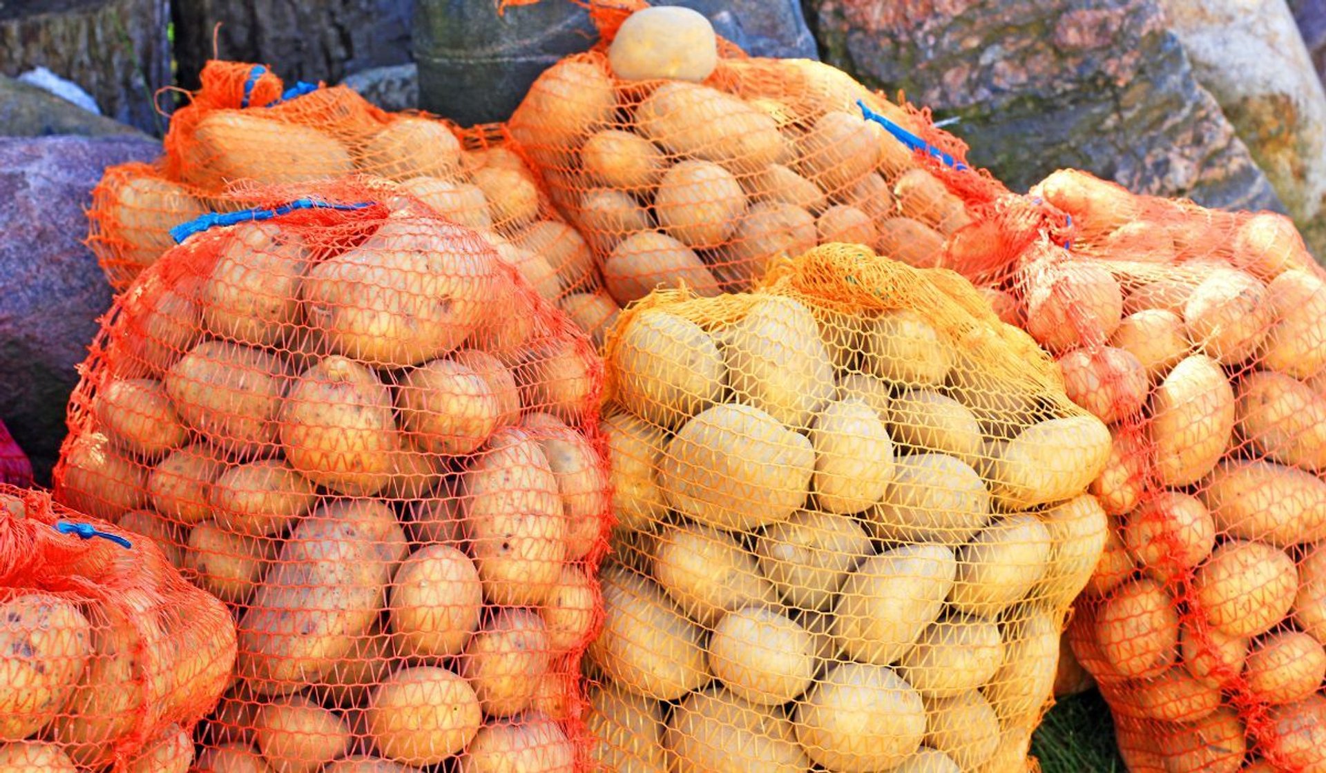 najdroższe ziemniaki świata