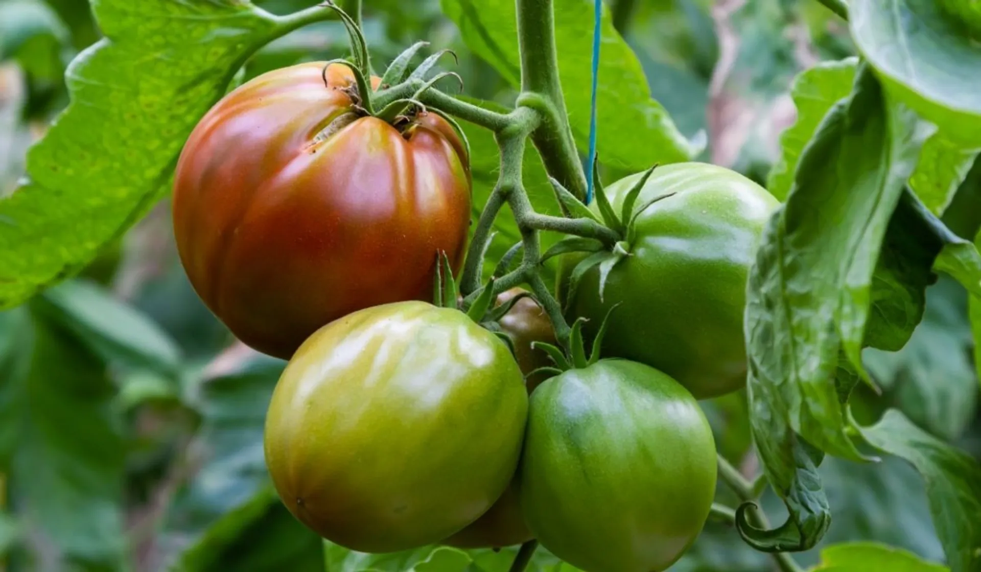 pomidory na krzaczku