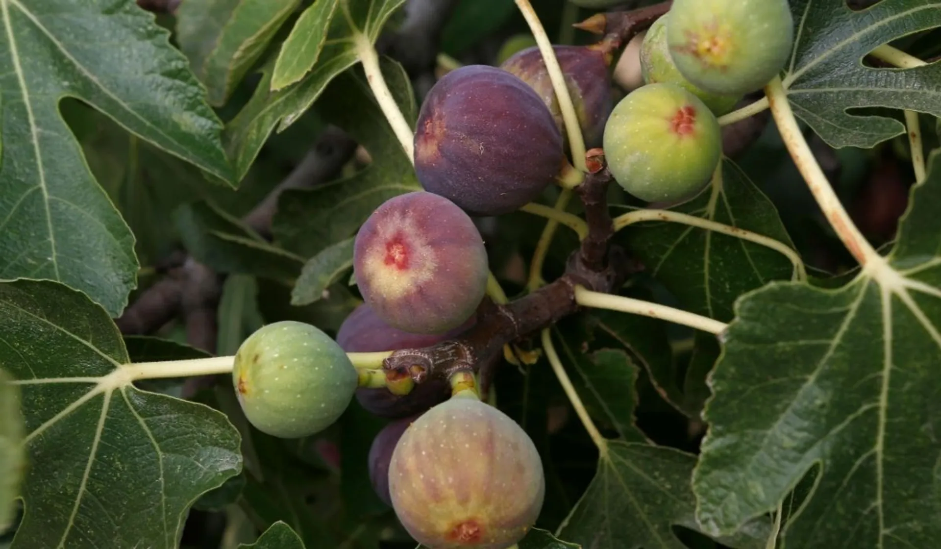 figi