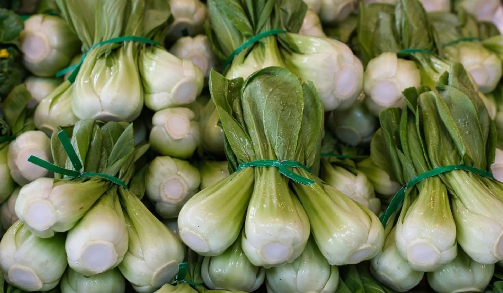 Pak Choy
