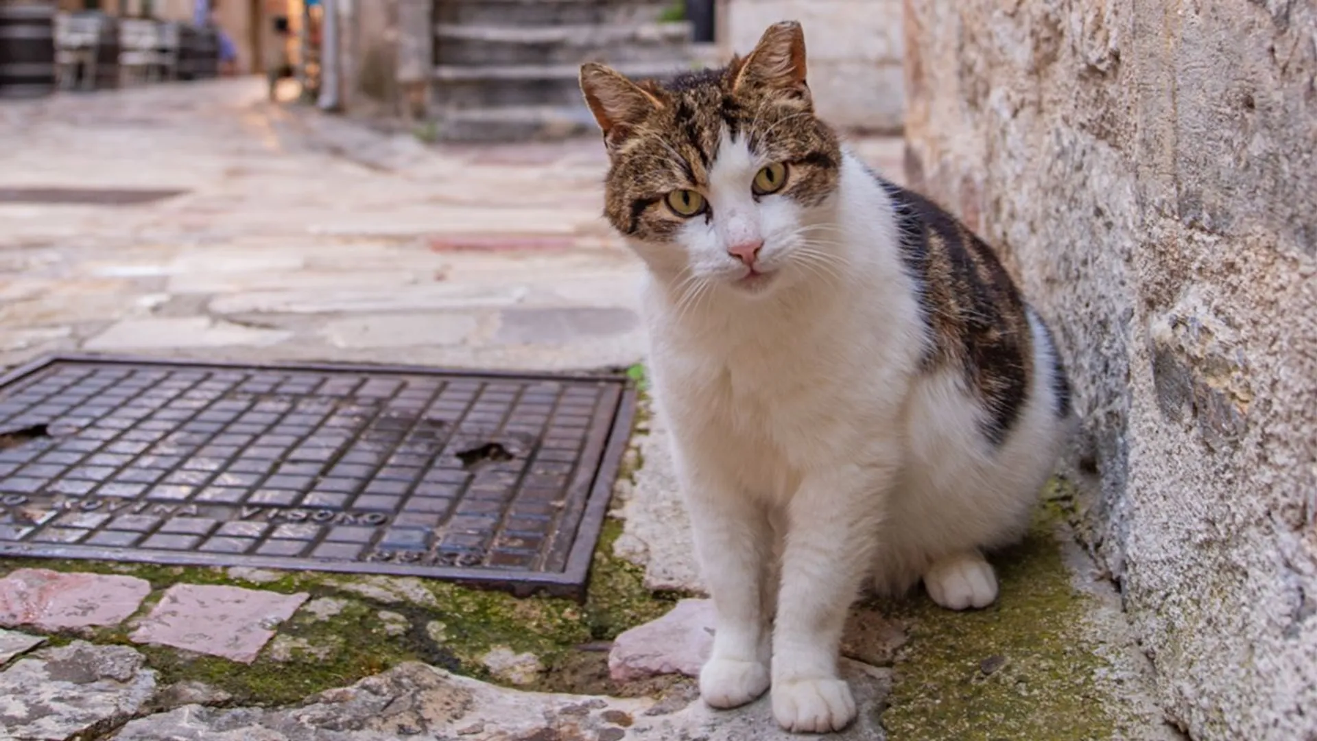 Podróże śladami zwierząt: Koty Kotoru. Mroczny proceder rozgrywa się tuż pod nosem turystów