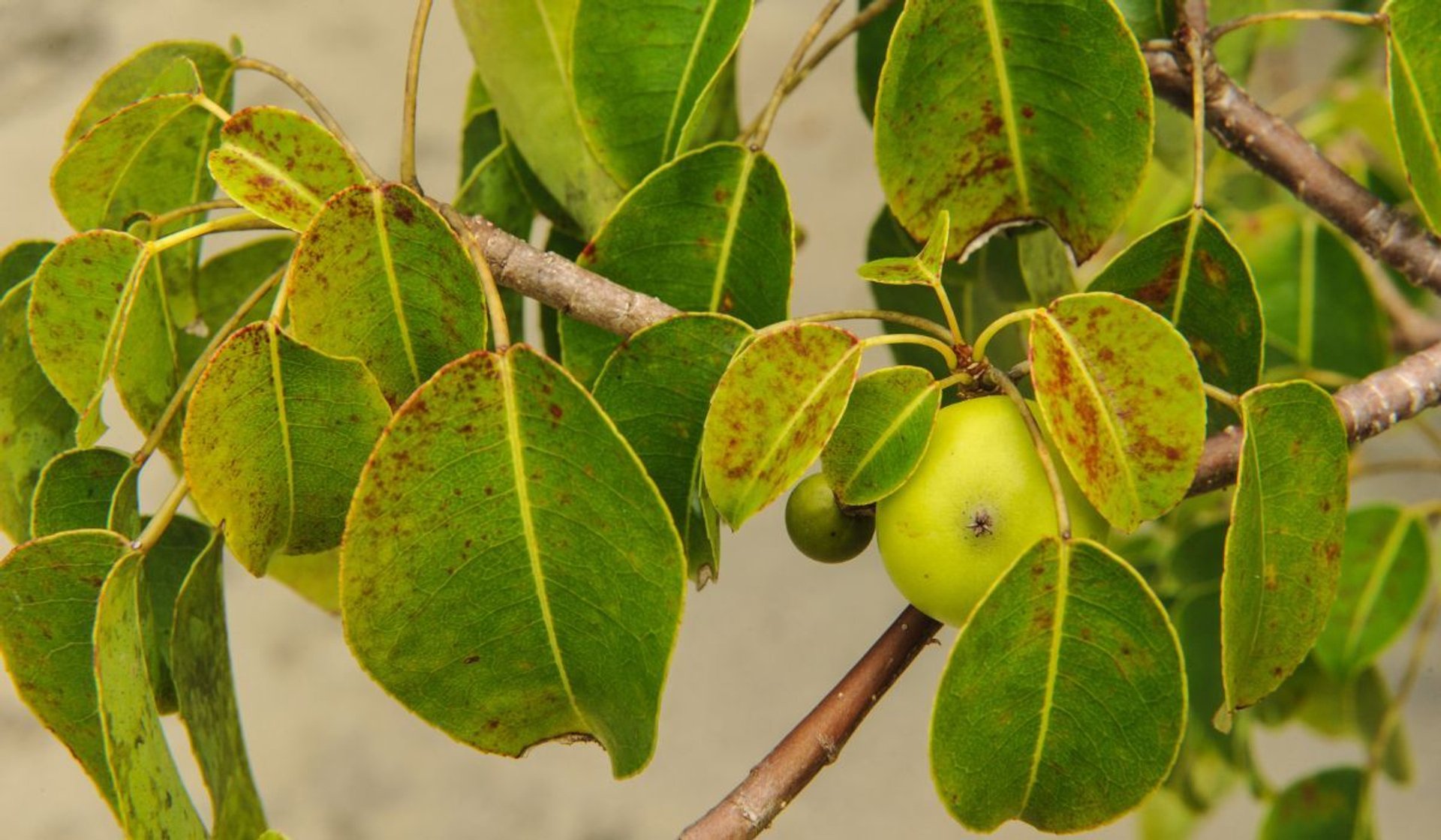 trujące drzewo/ manchineel