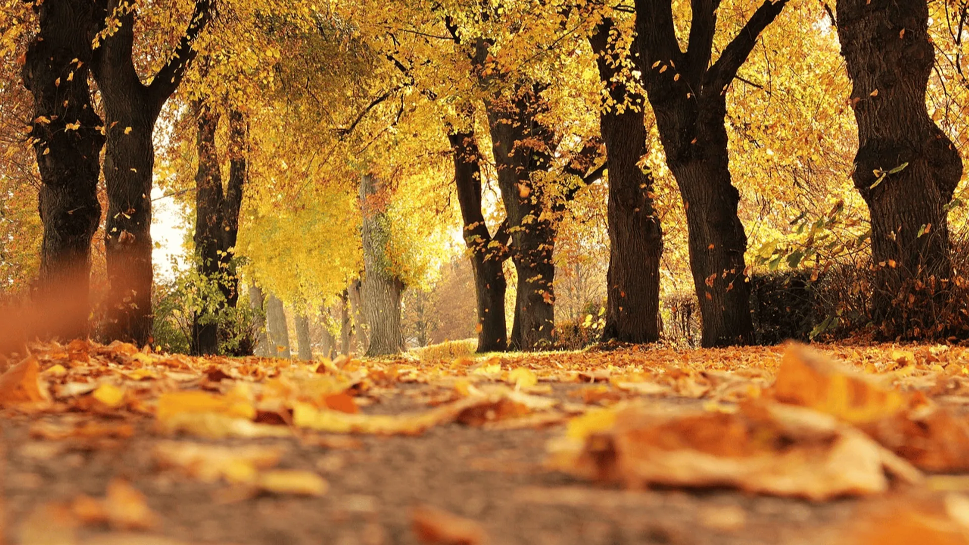 park