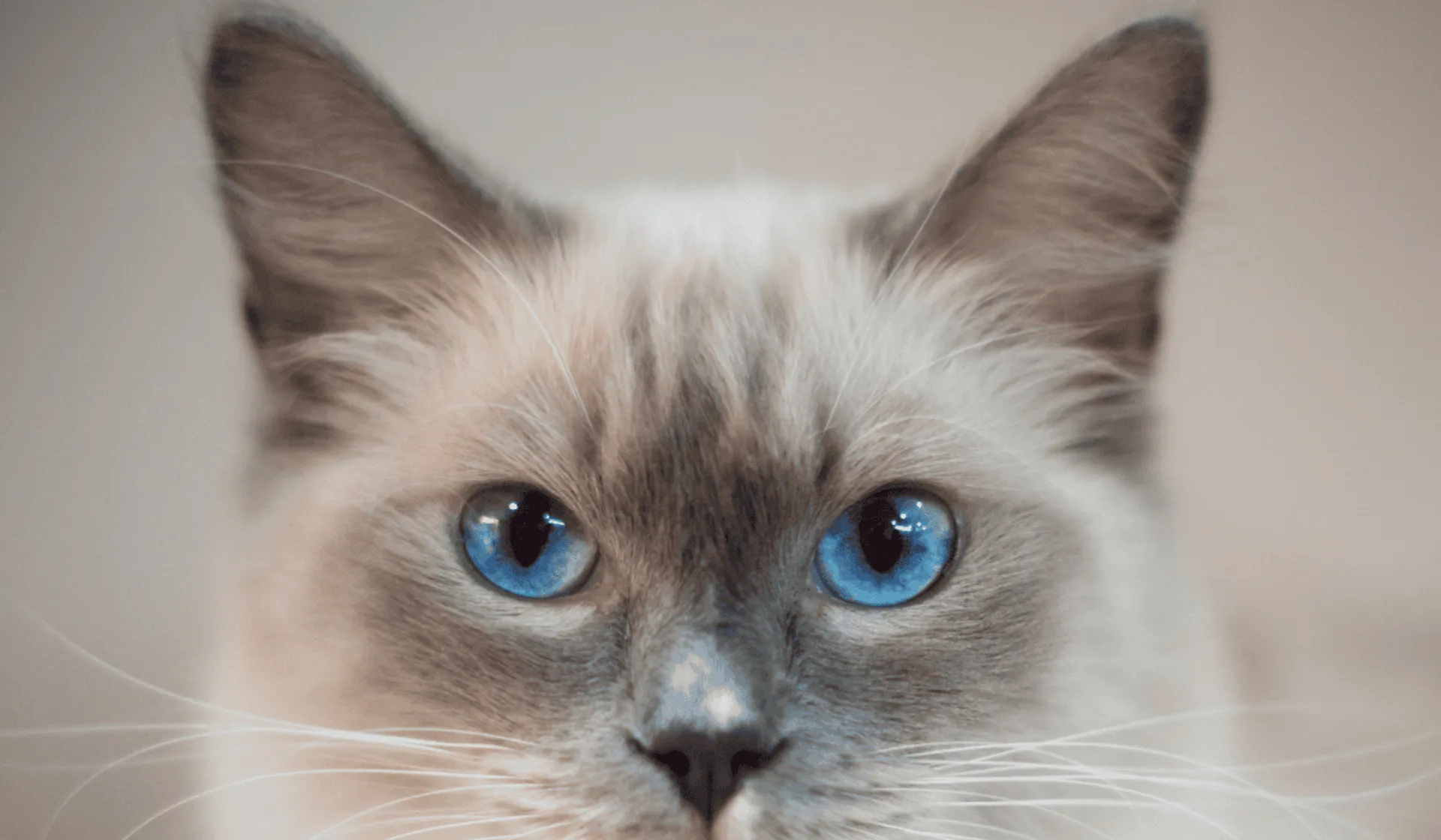 oczy kota